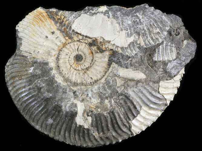 Wide Kosmoceras Ammonite - England #42652